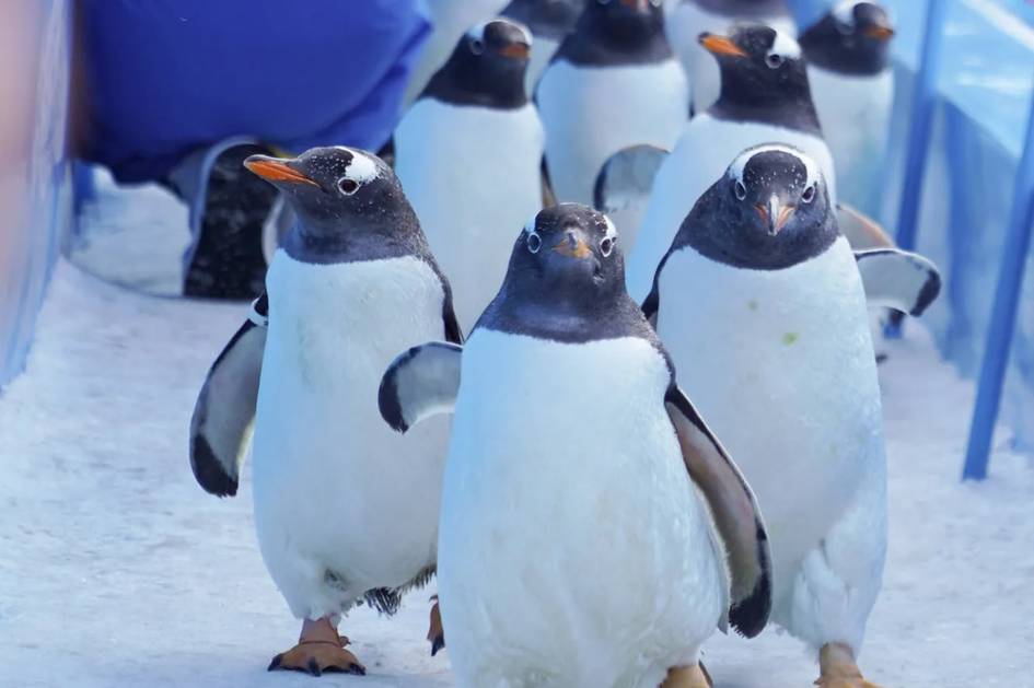 Хитойда пингвинлар паради бўлиб ўтди (видео)